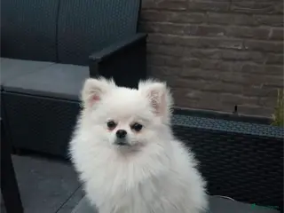 Pomeriaan honden Witte Pomeriaan pup te koop! - Advertentie 10