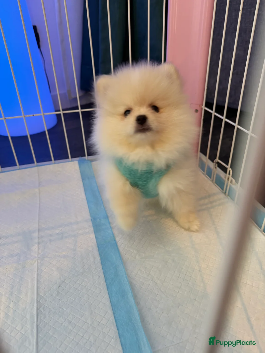 Pomeriaan honden te koop: Mooiste raszuivere pomeranian pomeriaan pups - Advertentie 18