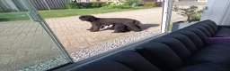Poedel honden te koop: te koop koningspoedel pups  - Advertentie 5
