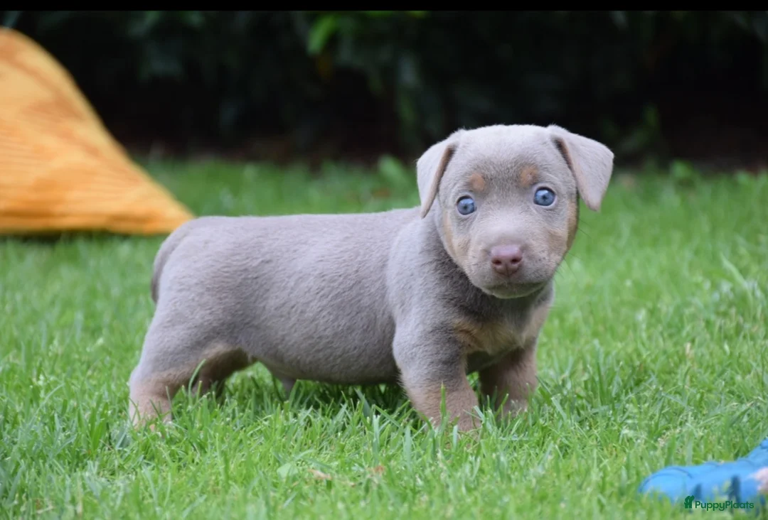 Jack Russel Terriër honden te koop: lieve pups zoeken een nieuw huisje - Advertentie 2