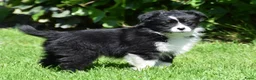 Australian Shepherd honden te koop: Knappe Miniature American Shepherd (MAS) pups - Advertentie 18