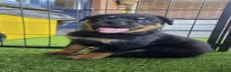 Rottweiler honden te koop: 8 Rottweiler pups. - Advertentie 5