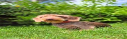 Ruwhaar Teckel honden te koop: Standaard Ruwharige Teckelpups met FCI stamboom  - Advertentie 14
