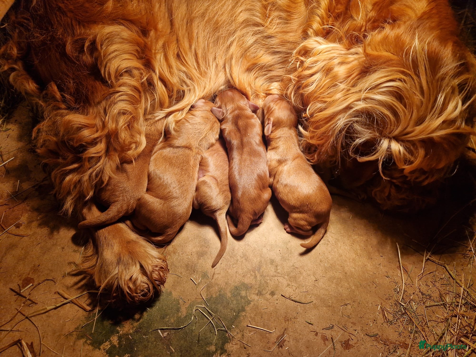 Cockapoo honden Cocka poo pups! - Advertentie 1