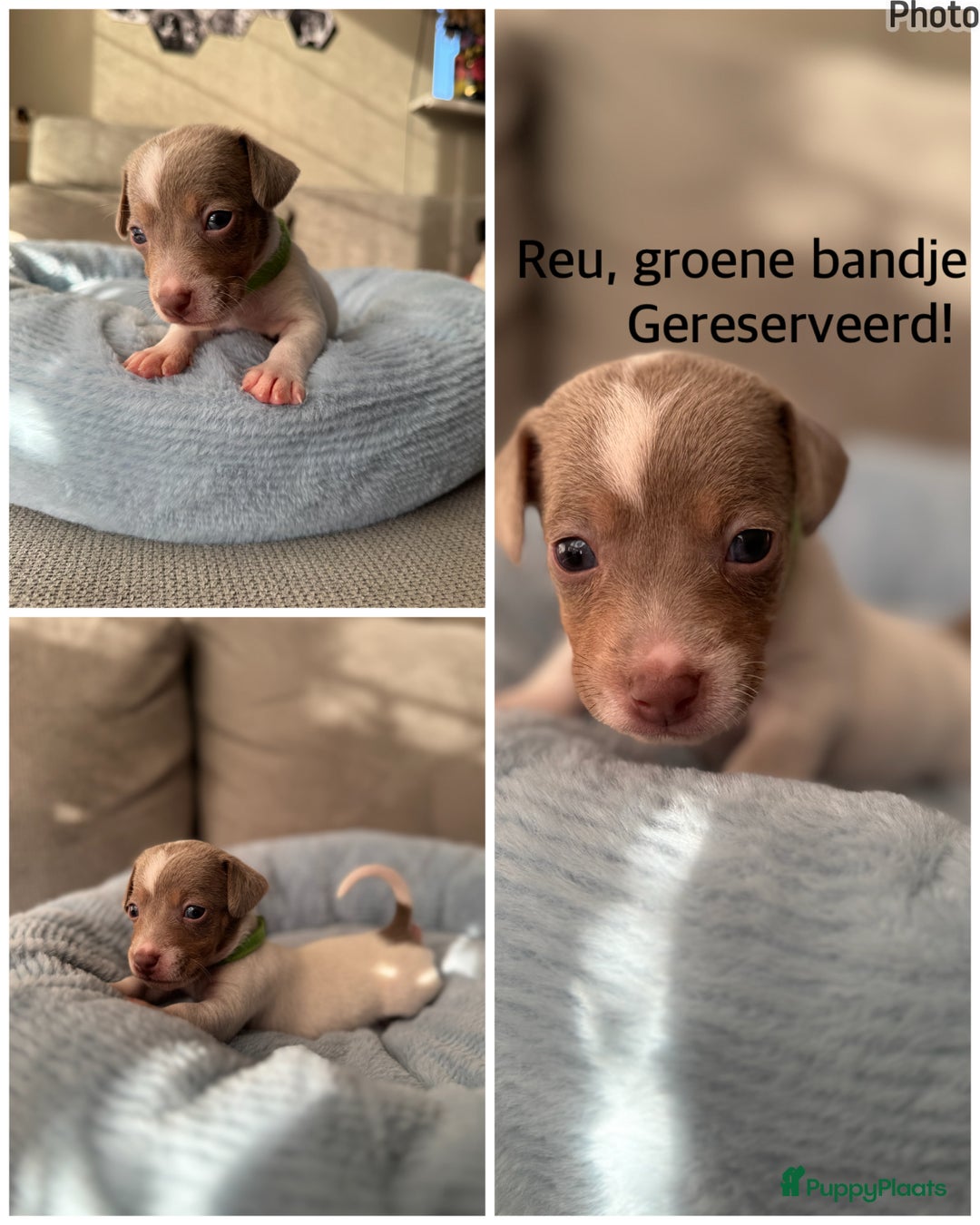 Jack Russel Terriër honden te koop: Jack russel pups - Advertentie 5