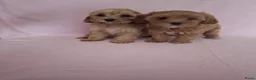 Cavapoo honden te koop: cavapoo puppen beschikbaar - Advertentie 9