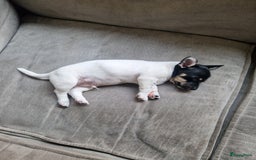 Jack Russel Terriër honden te koop: Lieve jack russel pups - Afbeelding 10