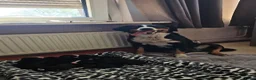 Appenzeller Sennenhond honden te koop: Appenzeller Sennenhond puppy's - Advertentie 9