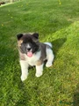 American Akita Puppy 4