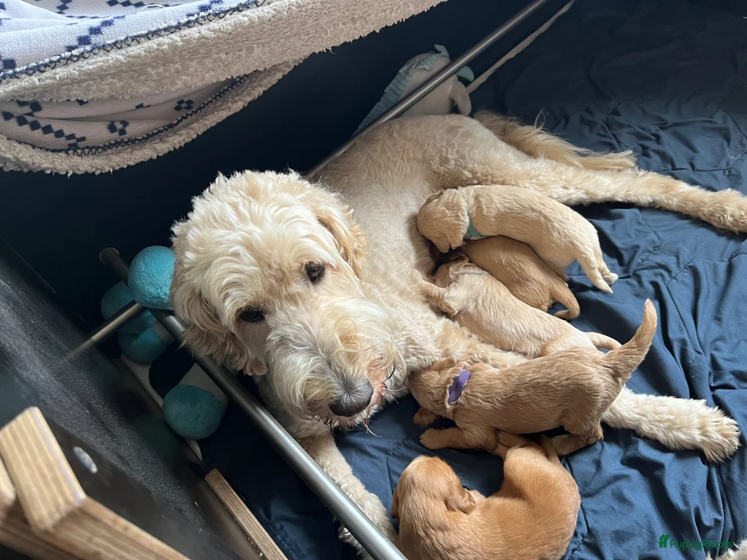 Kruising honden te koop: Australian Goldendoodles, medium - Advertentie 2