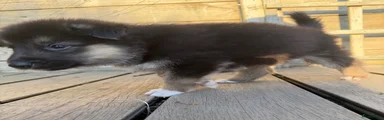 Shepsky 4