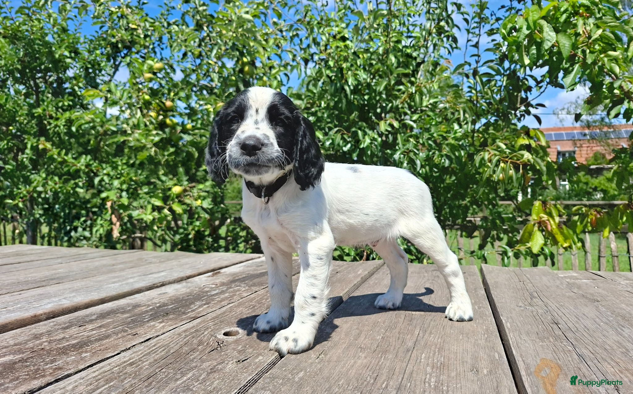Engelse Springer Spaniel honden Stamboom engelse springer pups  - Advertentie 1
