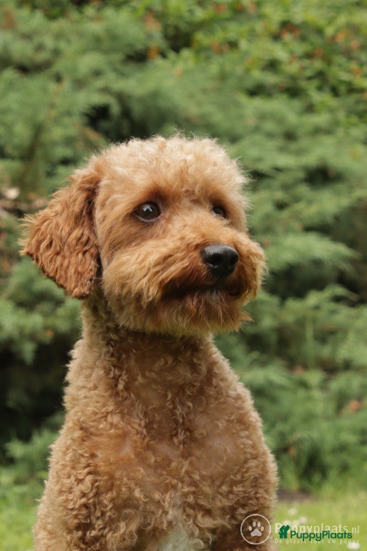 Poedel honden toy / dwergpoedel DEKreu abricot/rood in Budel - Advertentie 2