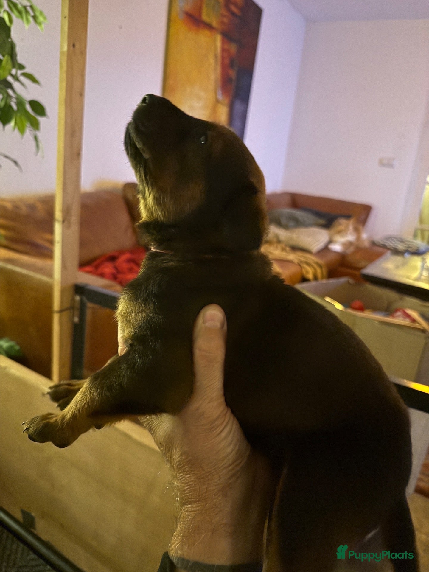 Kruising honden Te koop Chinese Red Mali’s  - Advertentie 2