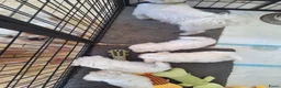 Kruising honden te koop: Maltichon - Advertentie 1
