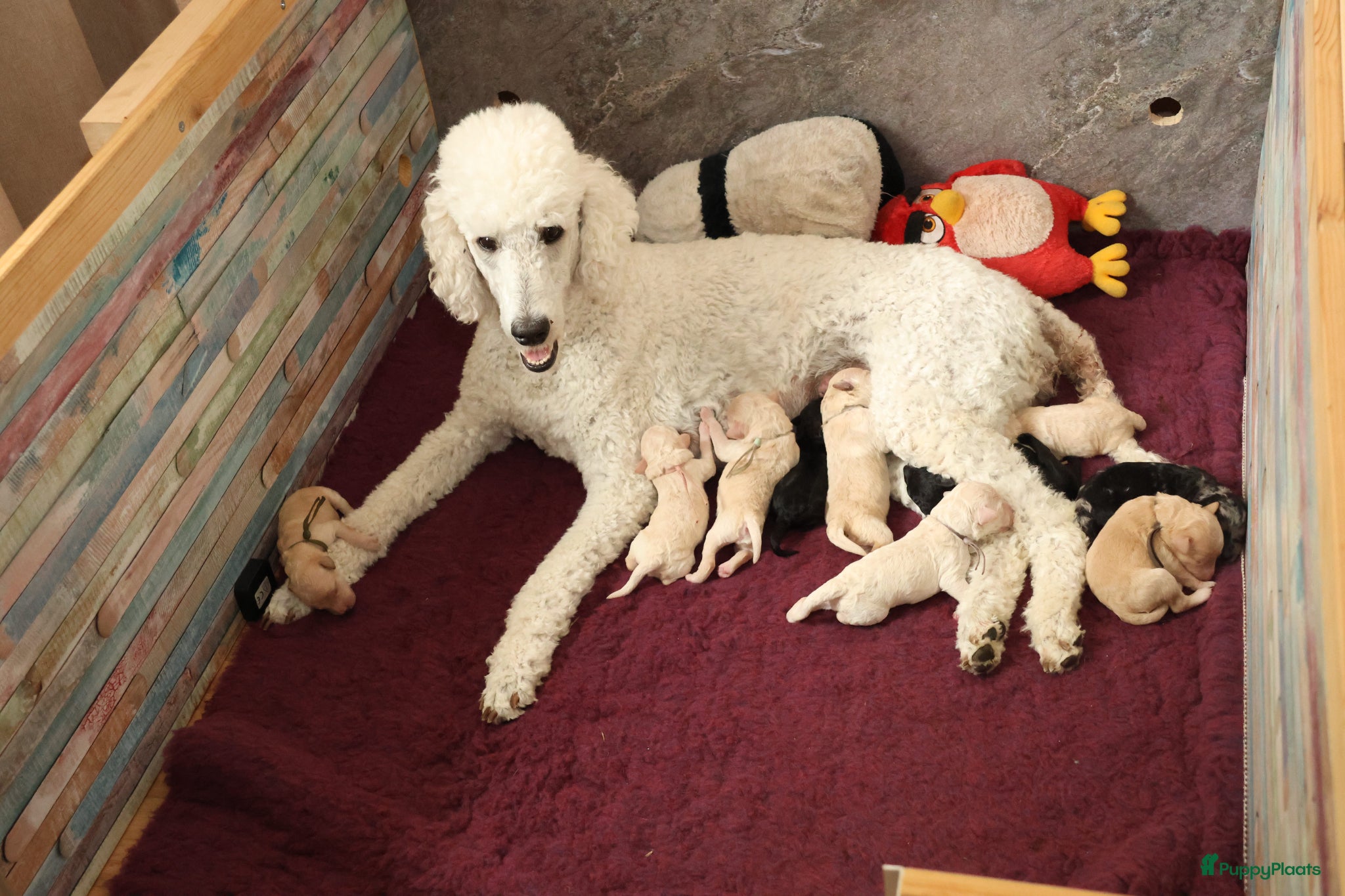 Labradoodle honden Prachtige Medium Labradoodle pups geboren  - Advertentie 1