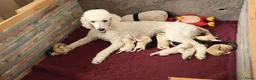 Labradoodle honden te koop: Prachtige Medium Labradoodle pups geboren  - Advertentie 1