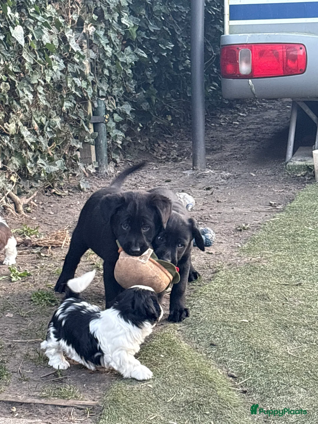 Kruising honden te koop: Super lieve labrador x hollandseherder pups  - Advertentie 16