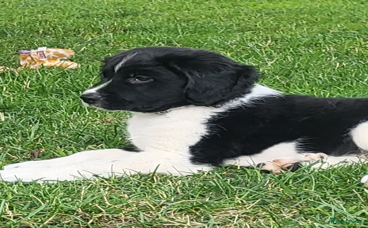 Friese Stabij honden - Advertentie 9