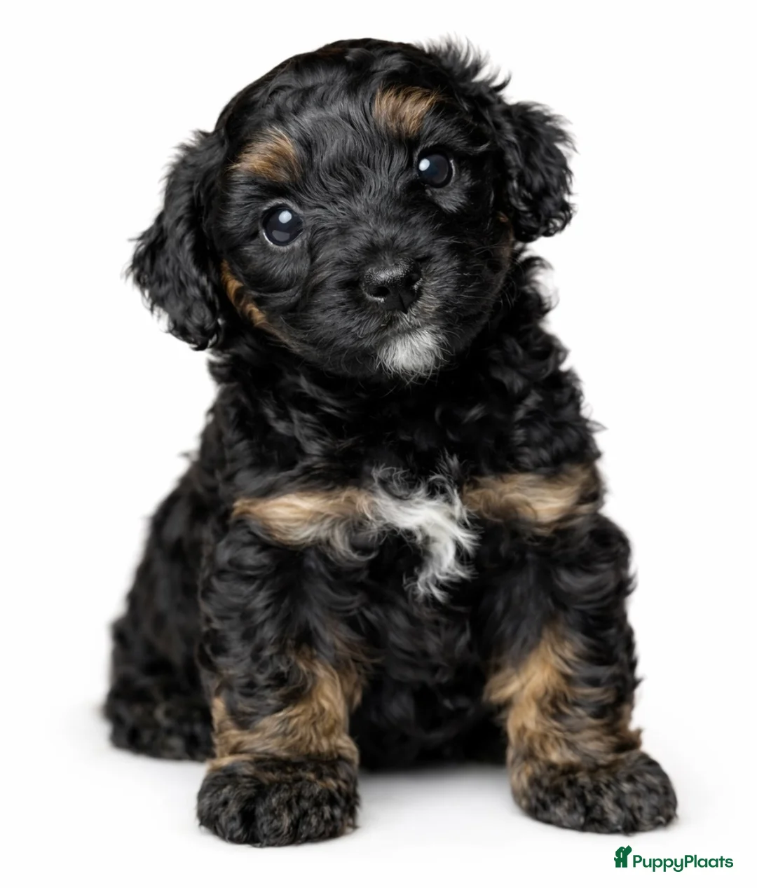Kruising honden te koop: 3 hele mooie boompoo pups.  - Advertentie 9