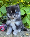 Kruising Puppy 5