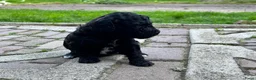 Labradoodle honden te koop: Nog 4 Mini Labradoodle pups beschikbaar.  - Advertentie 31