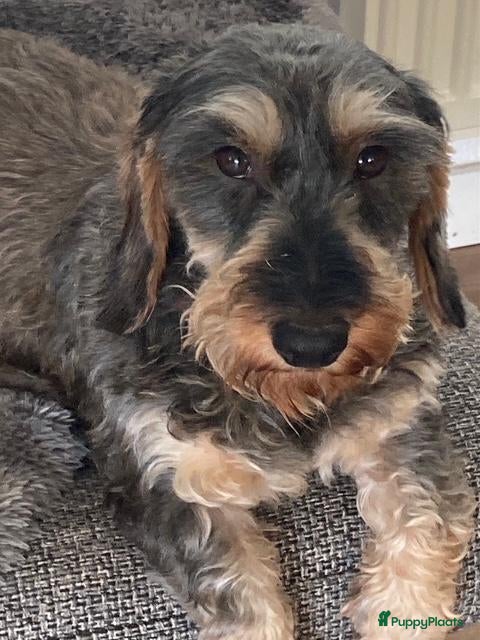 Ruwhaar Teckel honden Prachtige Standaard Ruwhaar Teckelpuppy’s ,  - Advertentie 2