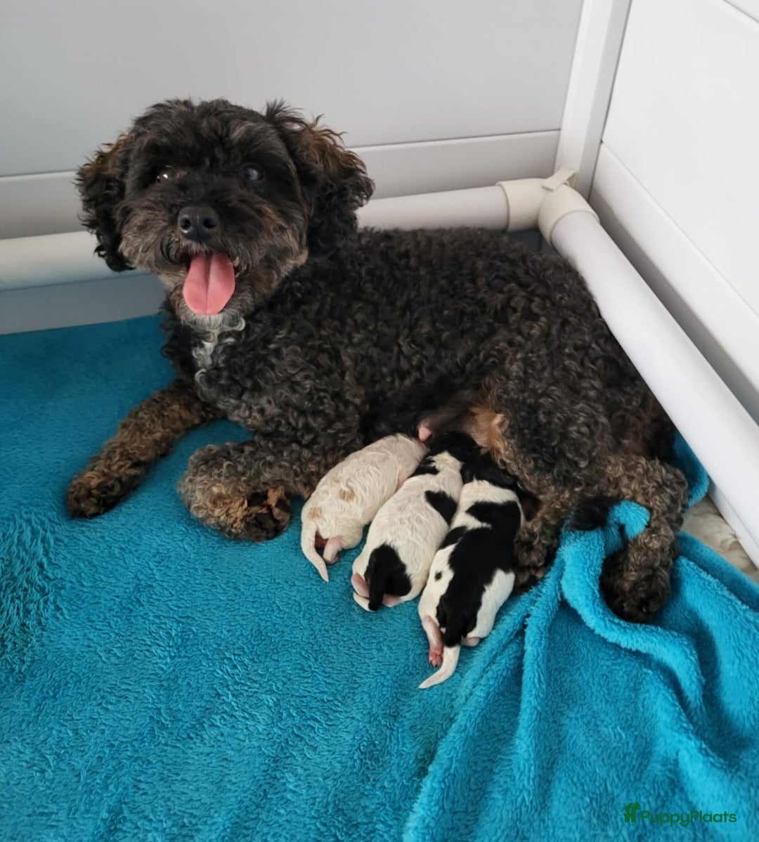 Poedel Toy honden te koop: 3 toy poedel reutjes - Advertentie 1