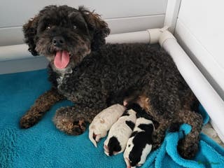 Poedel Toy honden 3 toy poedel reutjes - Advertentie 1