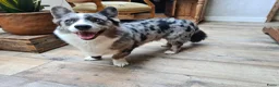 Welsh Corgi Cardigan honden ter dekking: Dekreu in Nistelrode - Advertentie 1