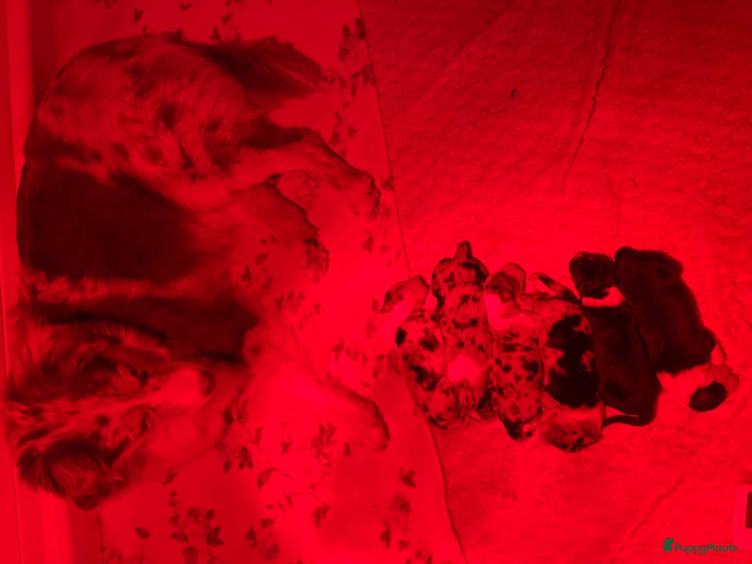 Australian Shepherd honden te koop: Prachtige pups Australian shepherd X  - Advertentie 3