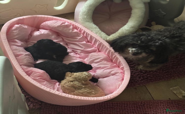 Poedel Toy honden Toy poedel pupjes  - Advertentie 13