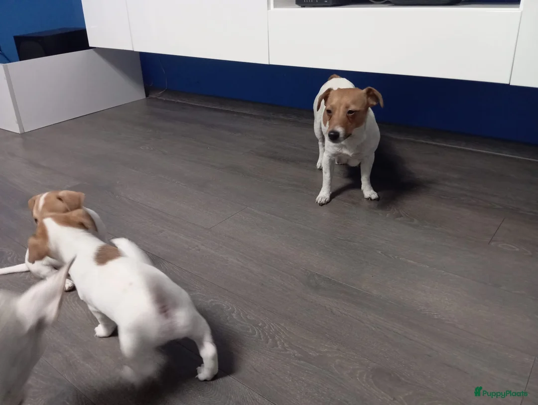Jack Russel Terriër honden te koop: Jack Russell pups beschikbaar - Advertentie 2