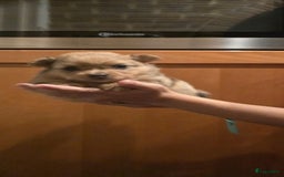 Pomchi honden te koop: Mooie pomchi puppy's - Afbeelding 10