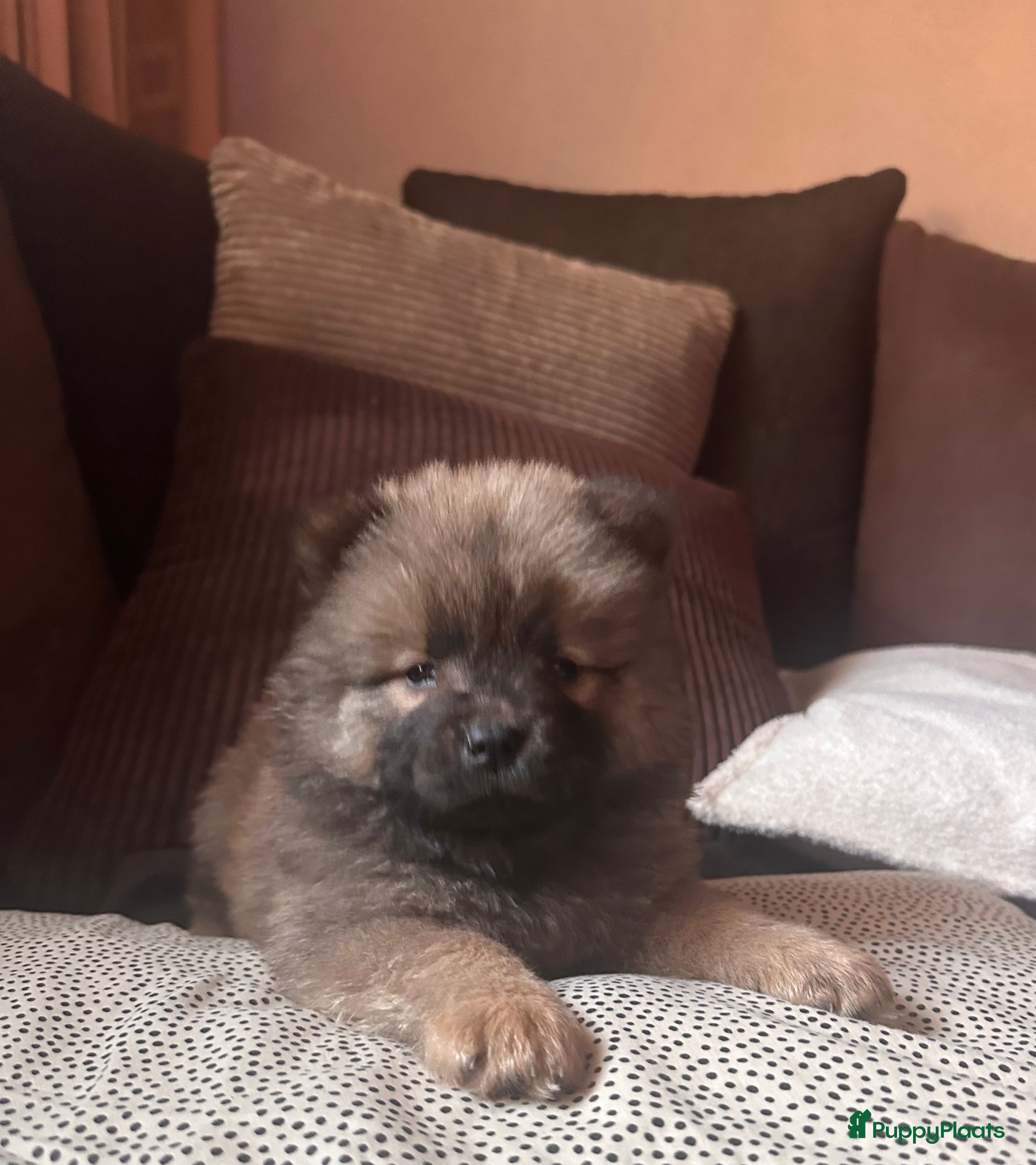 Chow Chow honden Mini Chow chow - Advertentie 1