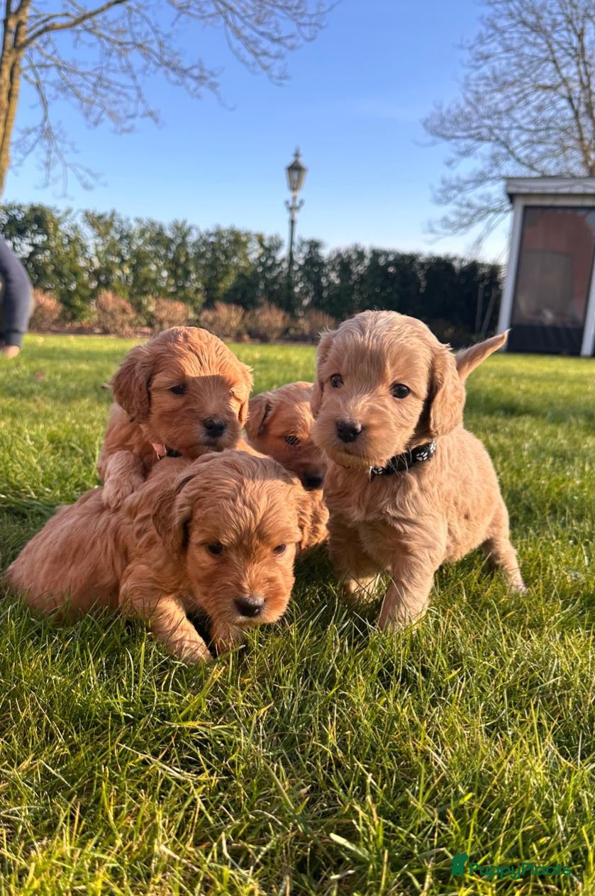 Kruising honden Labradoodle x Goldendoodle pups - Advertentie 2