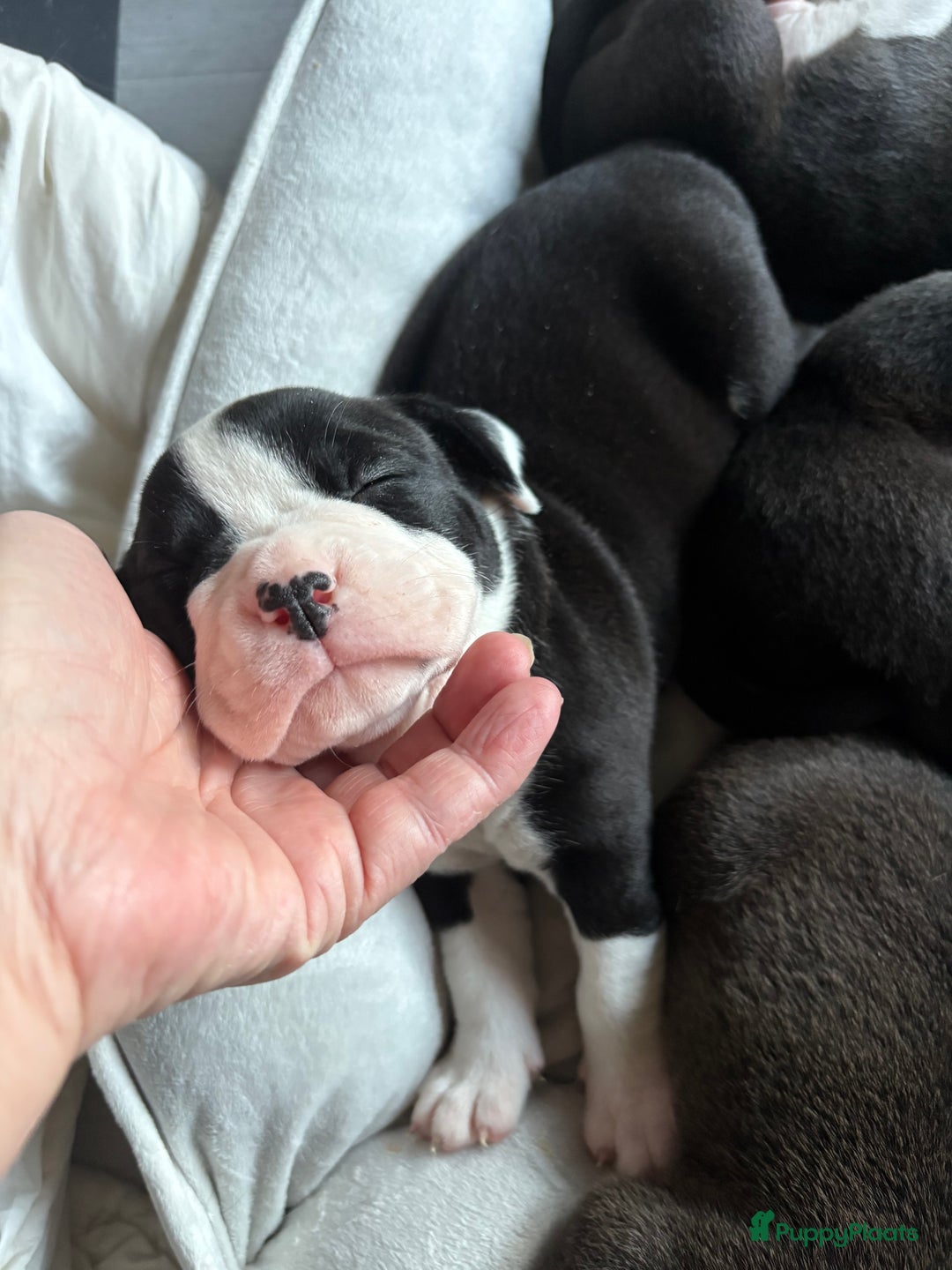 Kruising honden te koop: 2 leuke mooie teefjes  - Advertentie 2