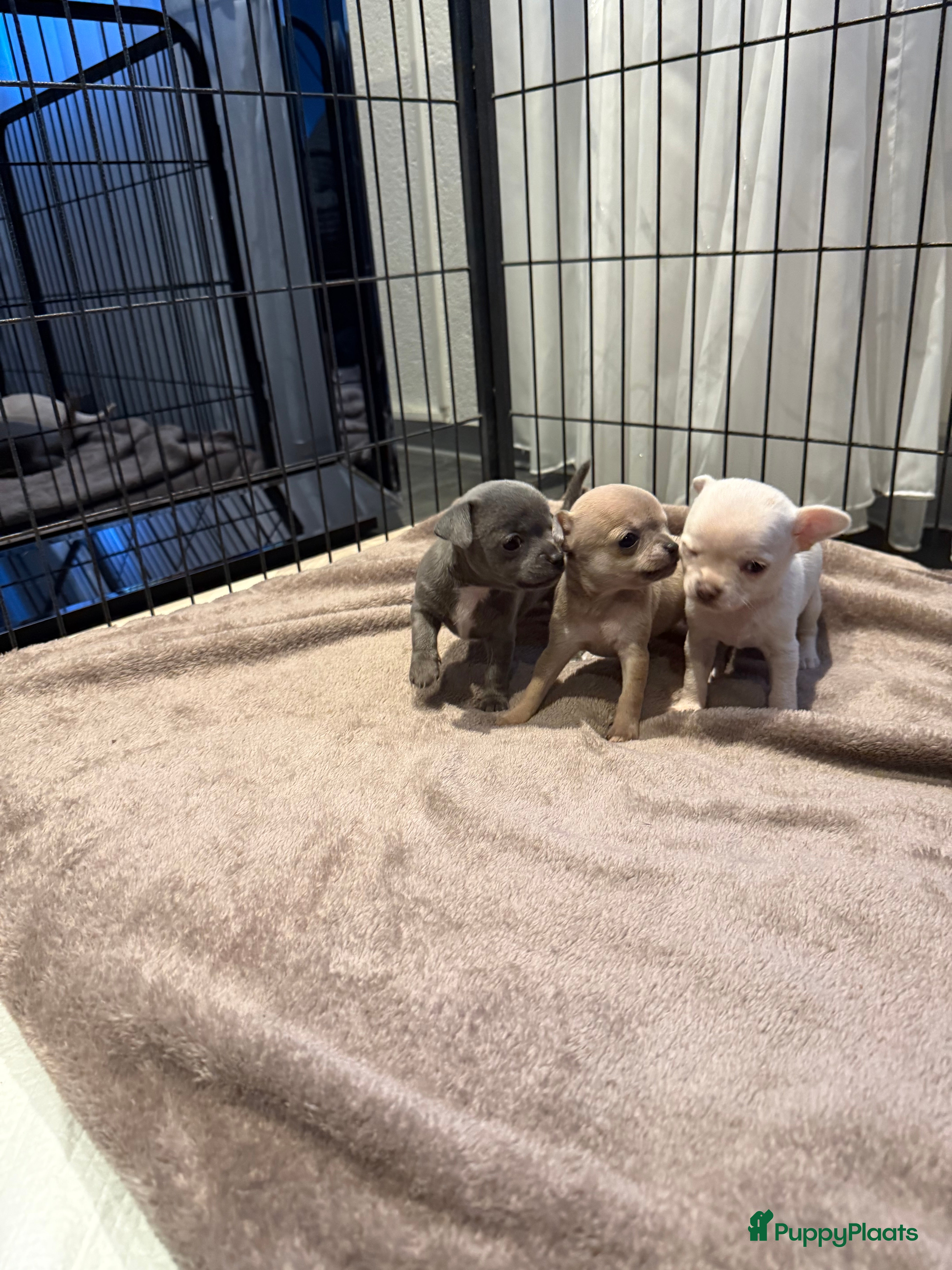 Chihuahua honden Te koop chihuahua pups - Advertentie 1