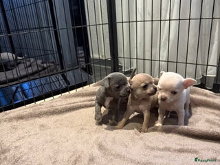 Chihuahua honden Te koop chihuahua pups - Advertentie 2