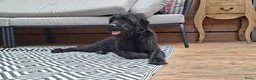 Kruising honden te koop: Labradoodle pups - Advertentie 5