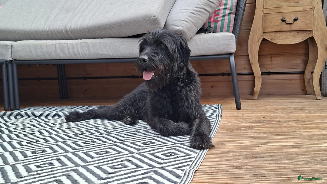 Kruising honden te koop: Labradoodle pups - Advertentie 5