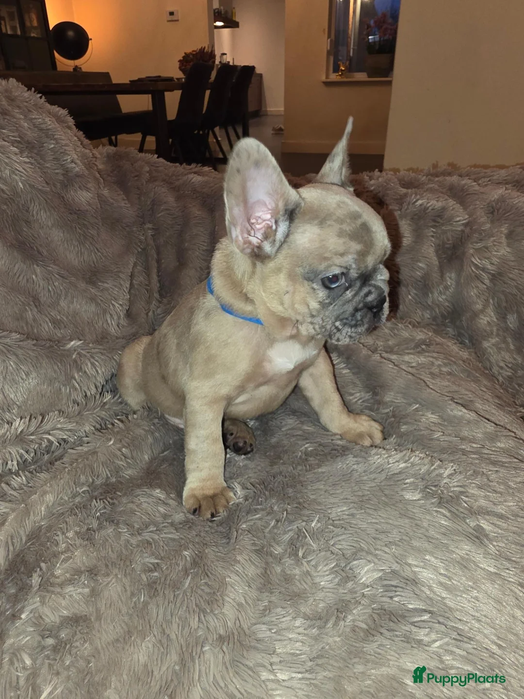 Franse Bulldog honden te koop: Prachtige Fransebulldog pups mogen nestje verlaten - Advertentie 1