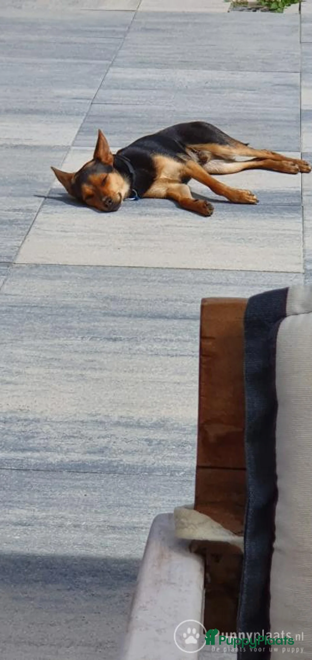 Kruising honden ter dekking: Dekrue aangeboden in Almelo - Advertentie 8