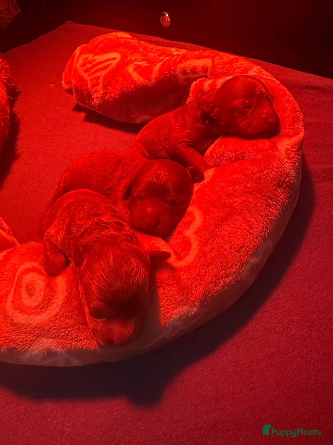 Dwergpoedel honden te koop: Prachtige rode dwergpoedel pups - Advertentie 6