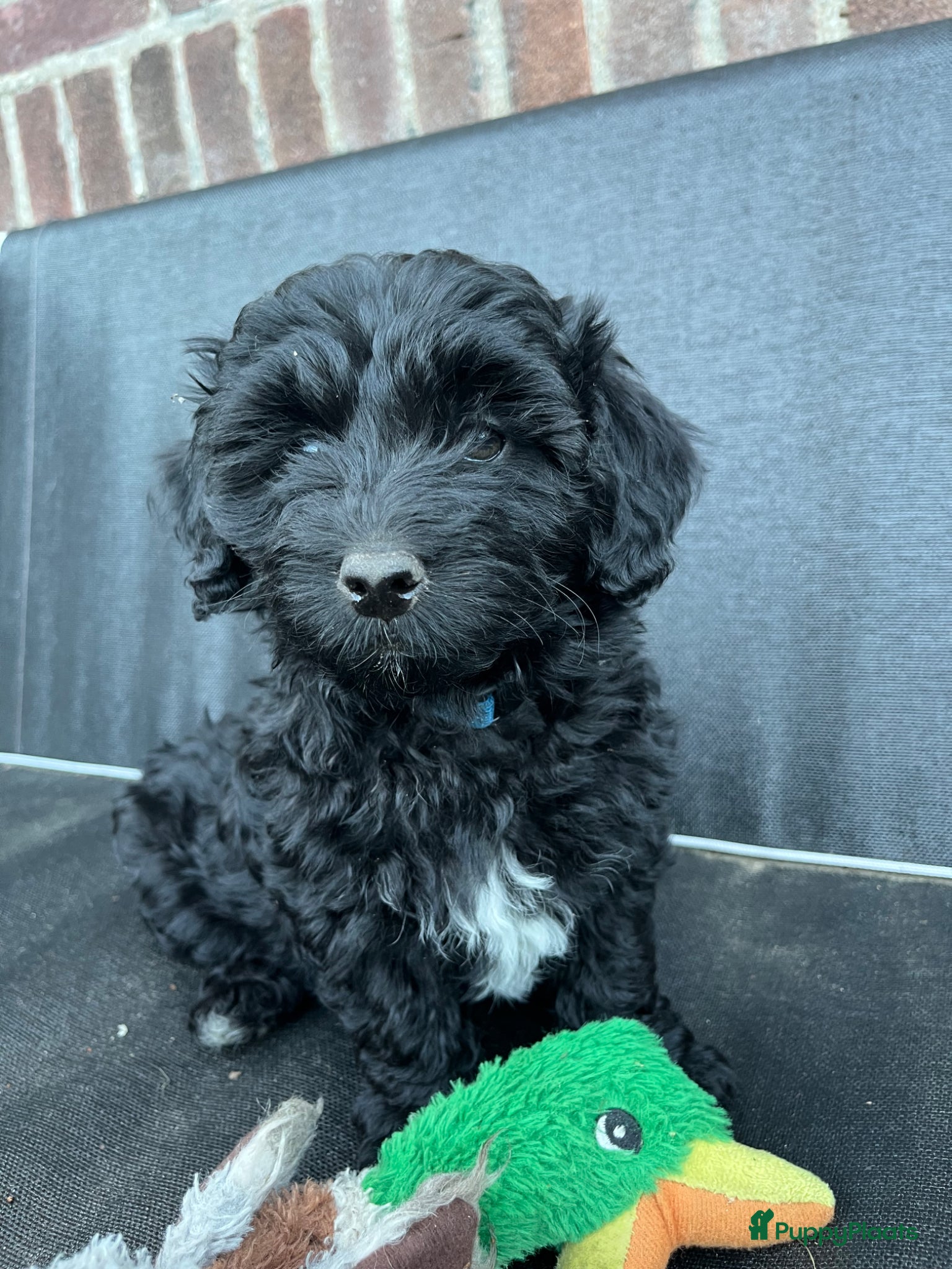 Maltipoo Puppy 3