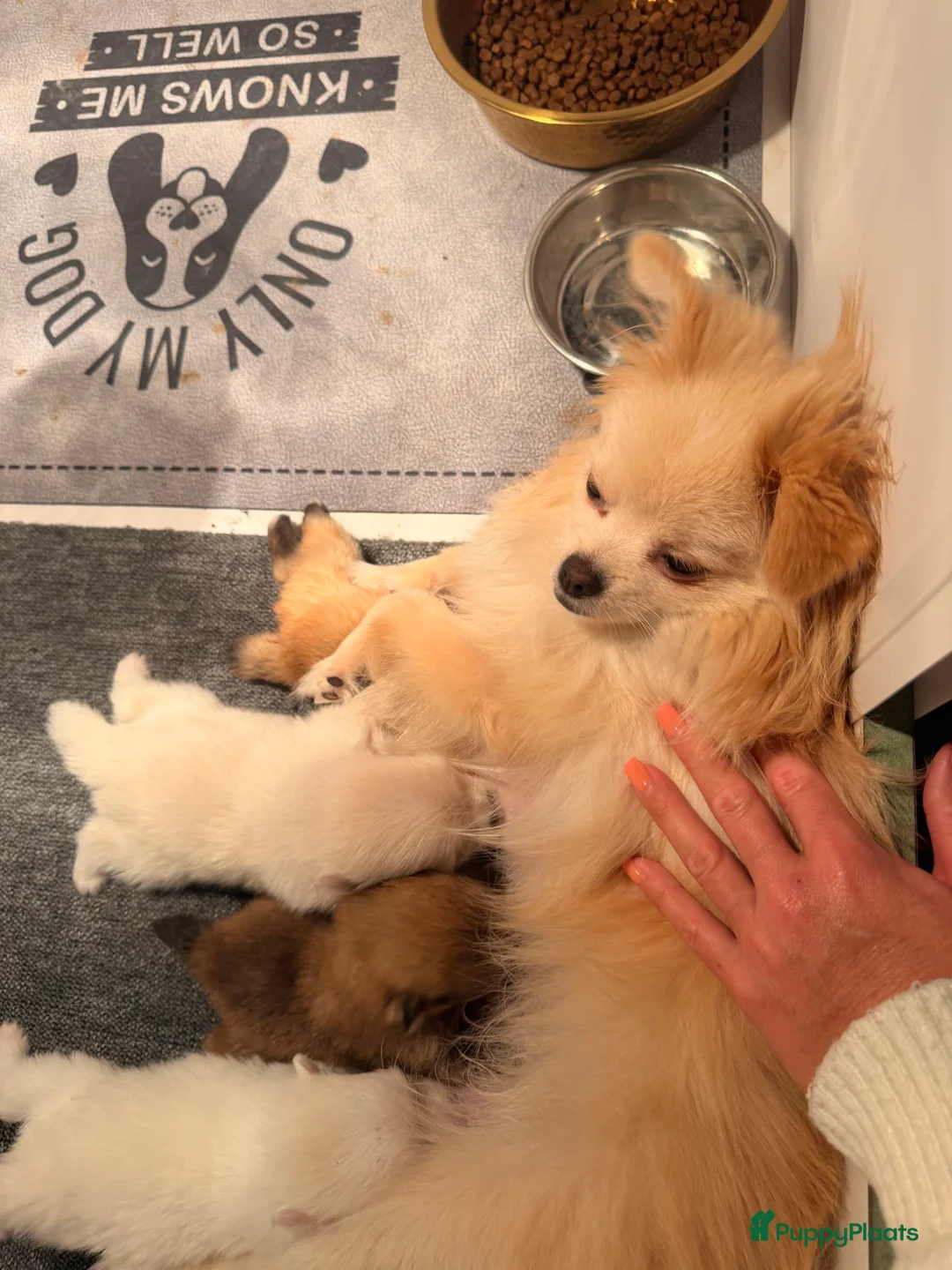 Pomeriaan honden te koop: Pomeriaan pups - Advertentie 14