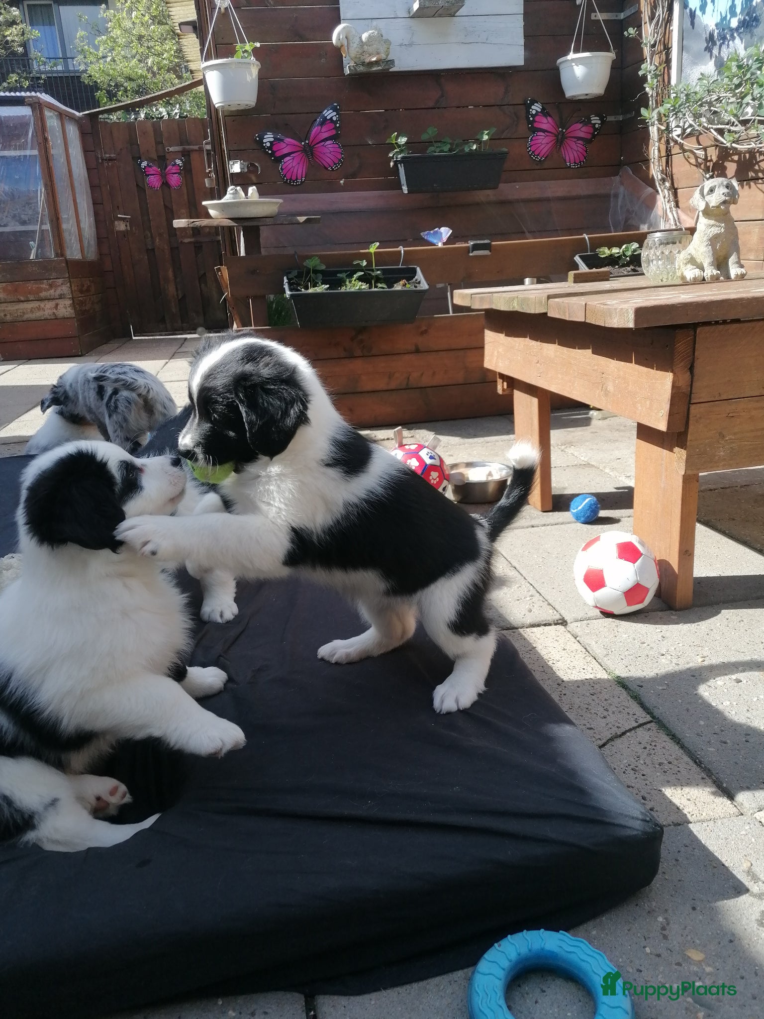 Kruising honden Super schattig gelegenheids nestje - Advertentie 1