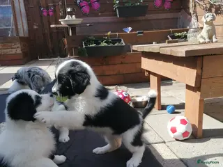 Kruising honden Super schattig gelegenheids nestje - Advertentie 2