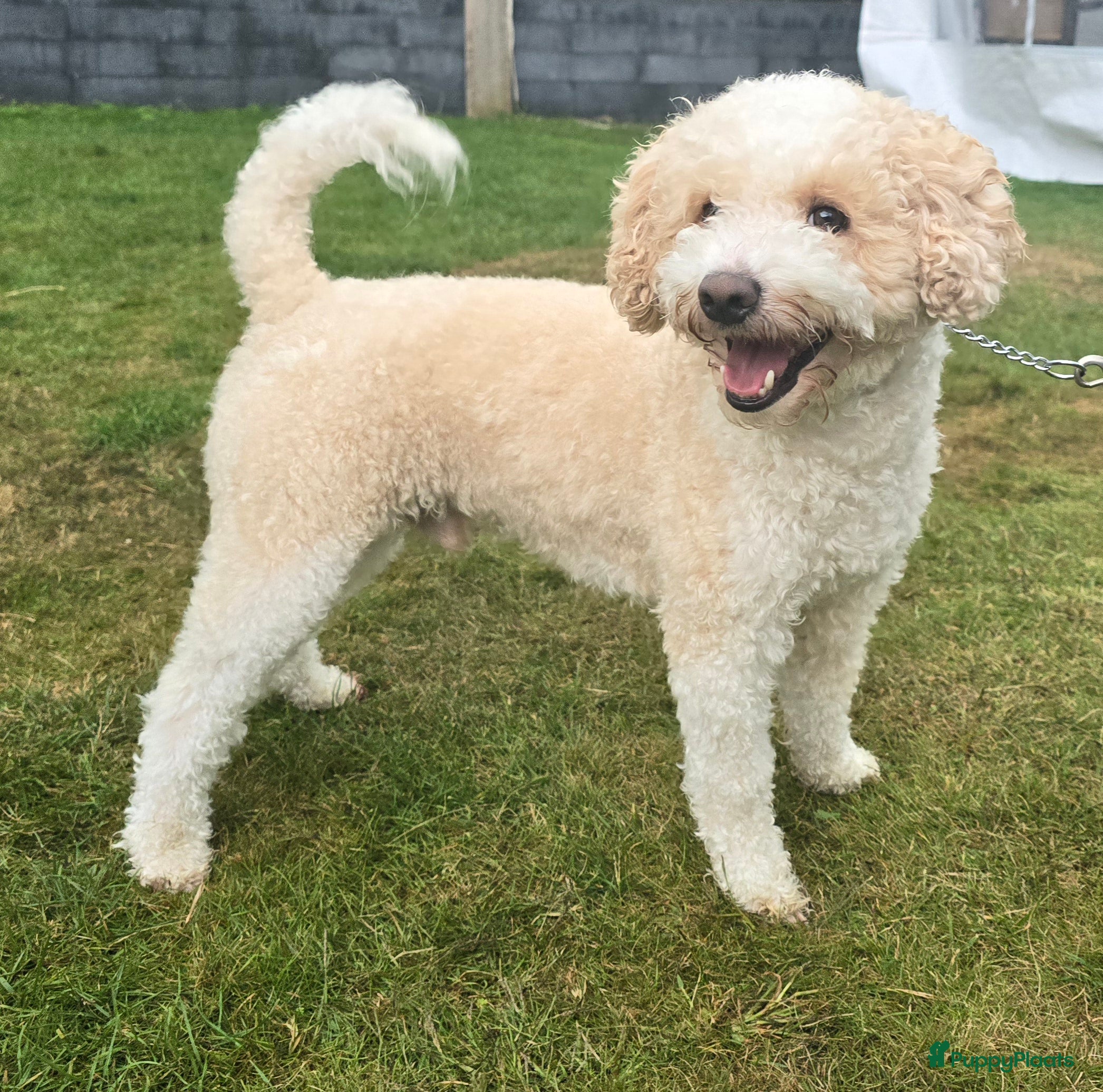 Maltipoo honden Maltipoo multigen dekreu  - Advertentie 2