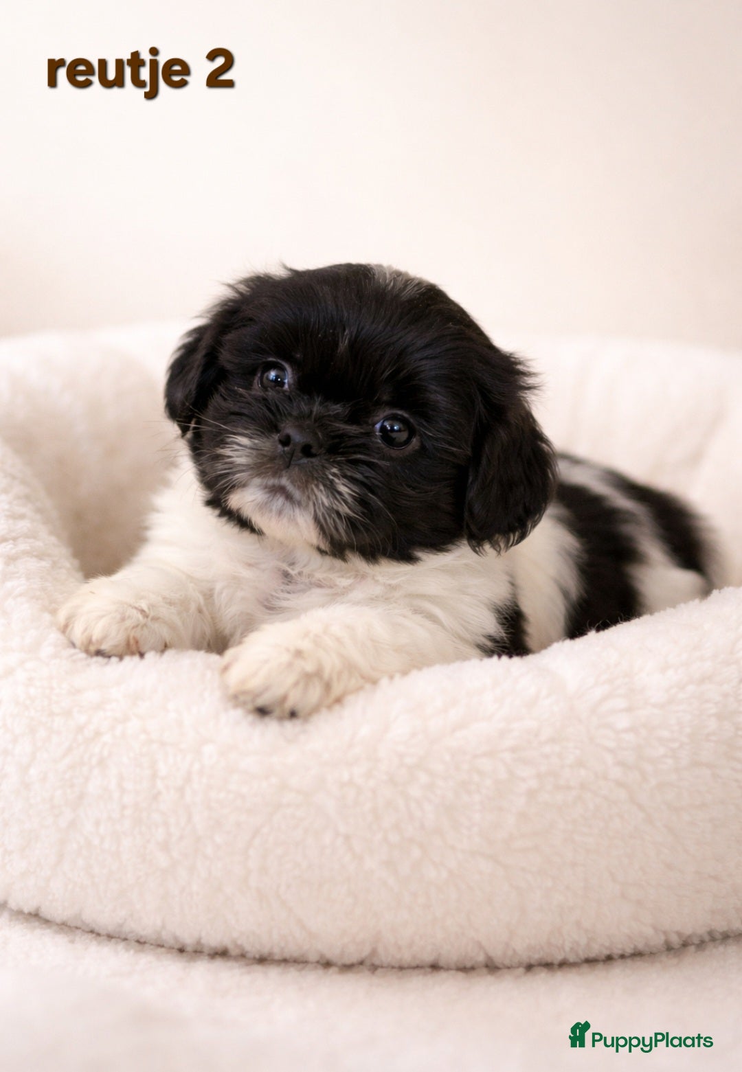 Kruising honden Mooie gezonde boomer pups. Shih tzu maal Maltezer - Advertentie 1